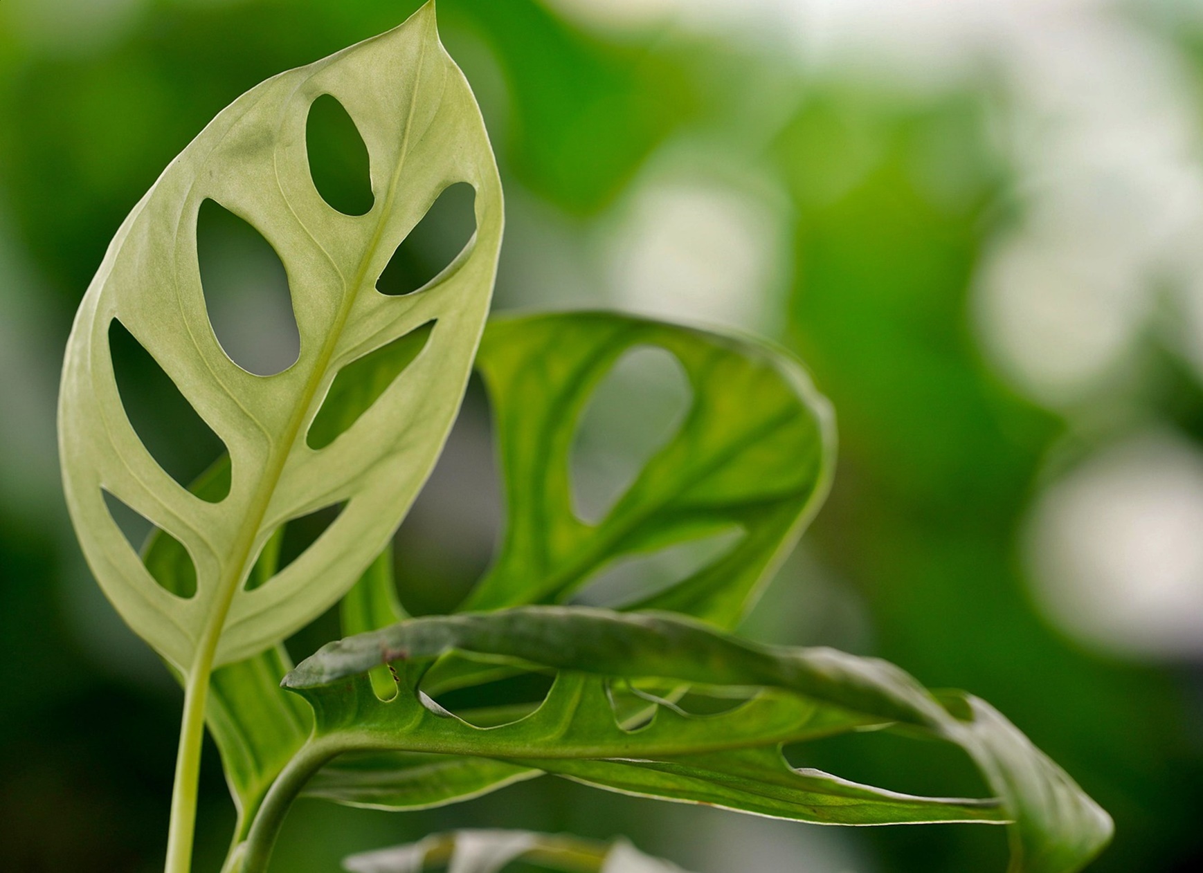 영하 한파 식물 살리는 법! 다육이·몬스테라·고무나무 겨울 가이드