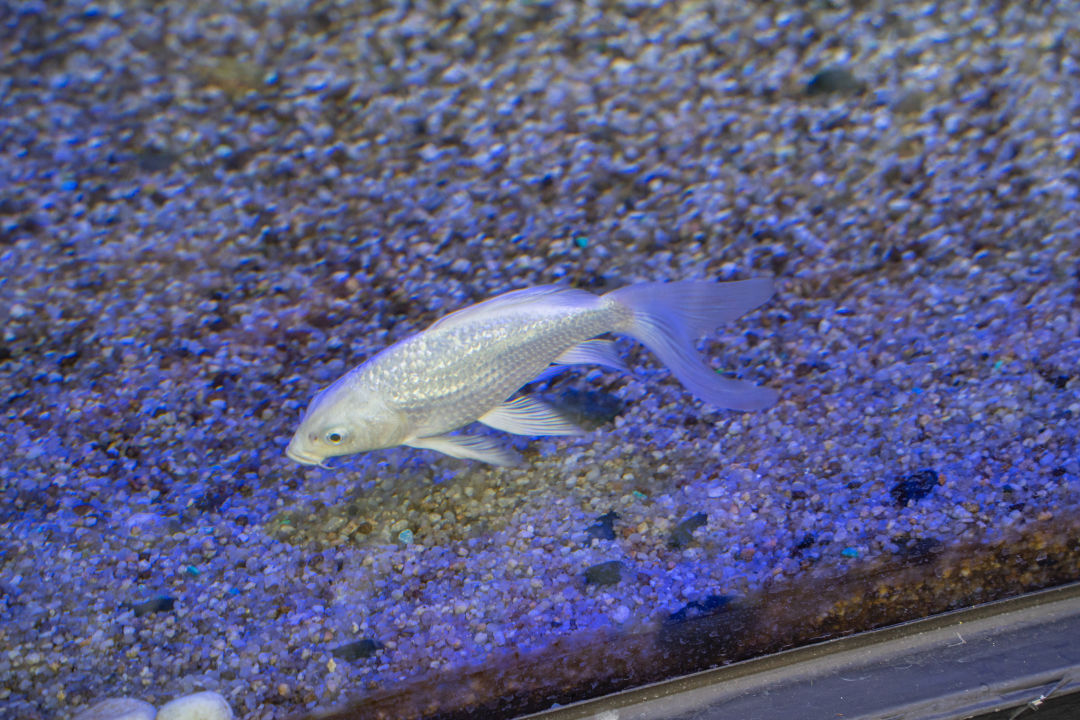 국립 농업 박물관 식물원