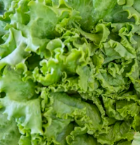 배추 효능 부작용 칼로리