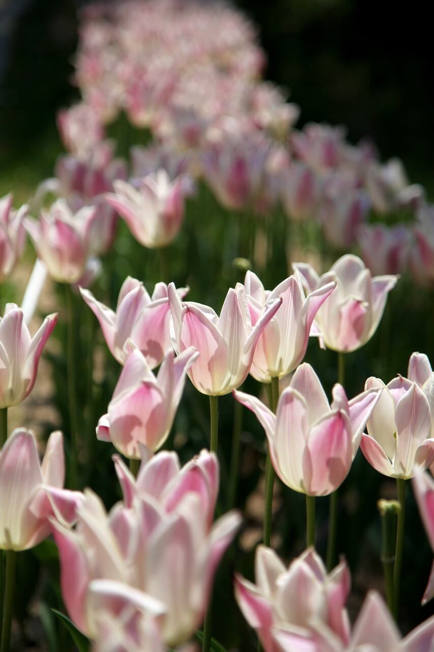 세종수목원 야간개장 예매하기