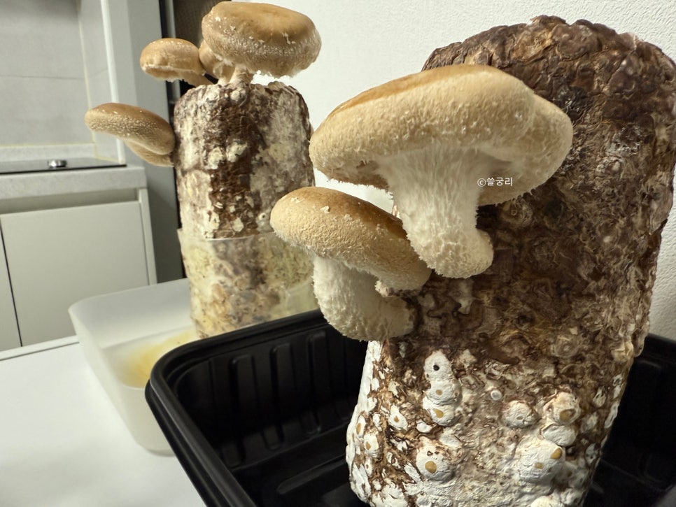 집에서 재배용 버섯 키트로 버섯키우기 : 습도, 환기, 빛관리 방법