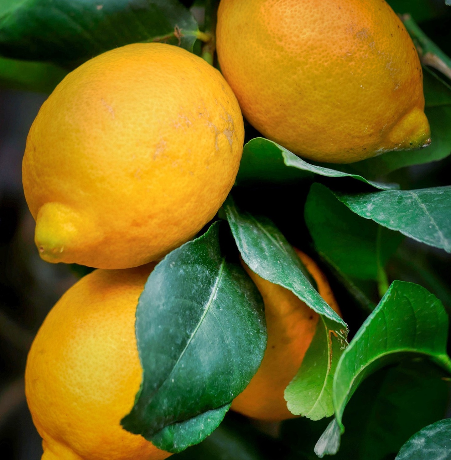 심장이 먼저 망가지는 사람들의 공통된 혈당 습관 5가지