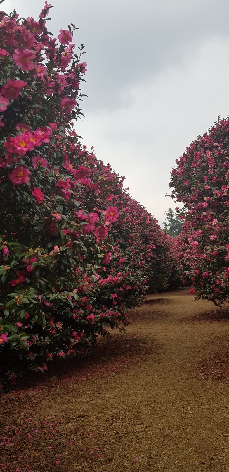 항공권 특가 놓치지 마세요! 인스턴트립&middot;고고씽 추천
