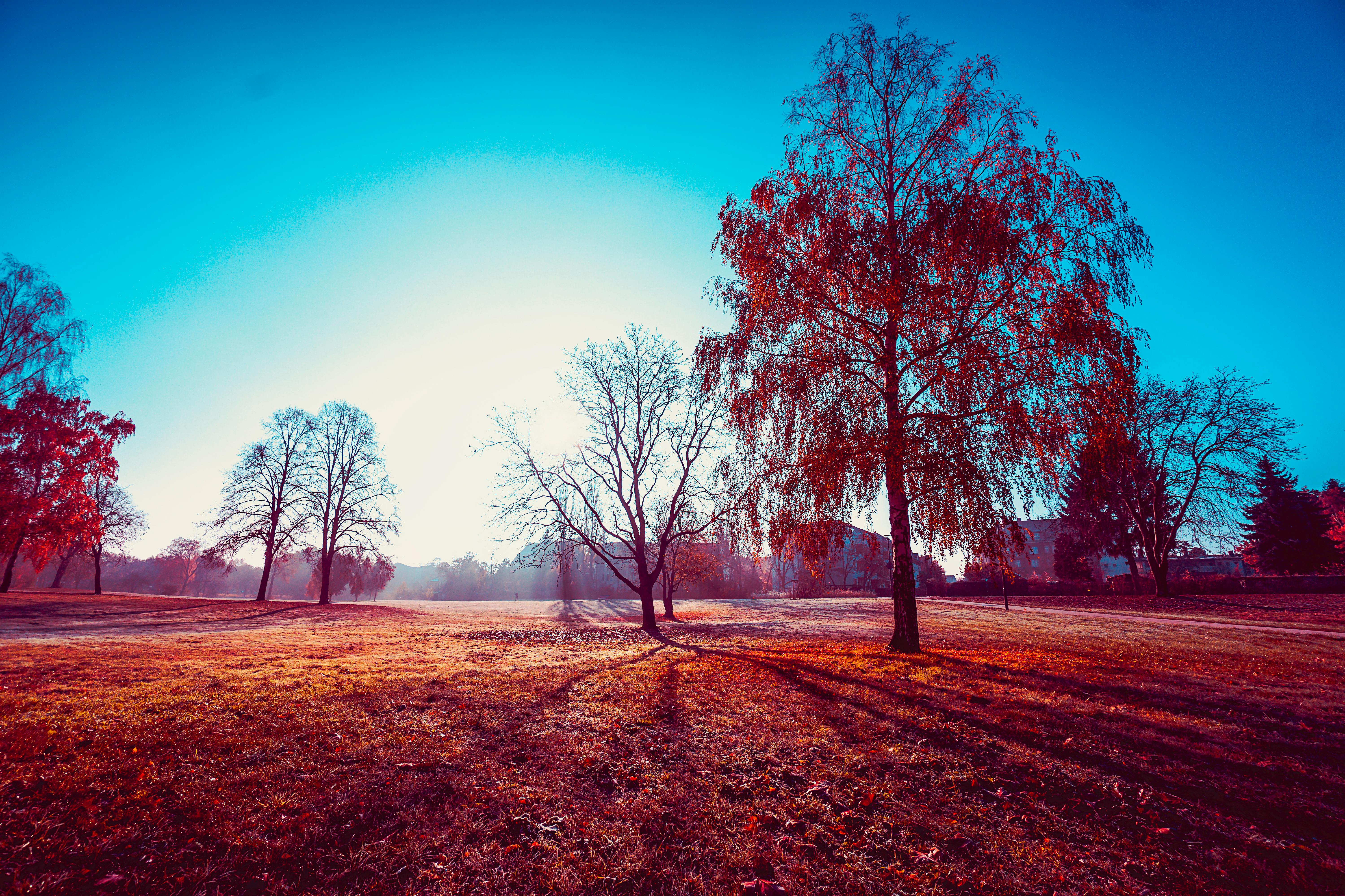 가을여행 핑크뮬리