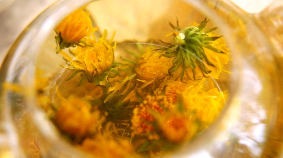 Mongolian_dandelion