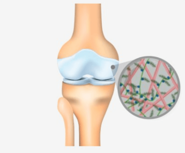 콘드로이친-구조