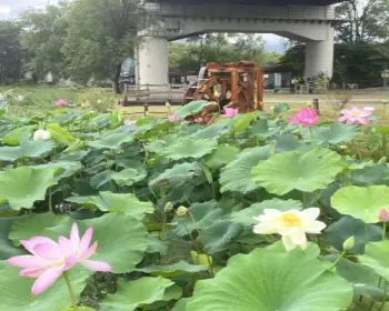 양평 세미원 연꽃축제_13