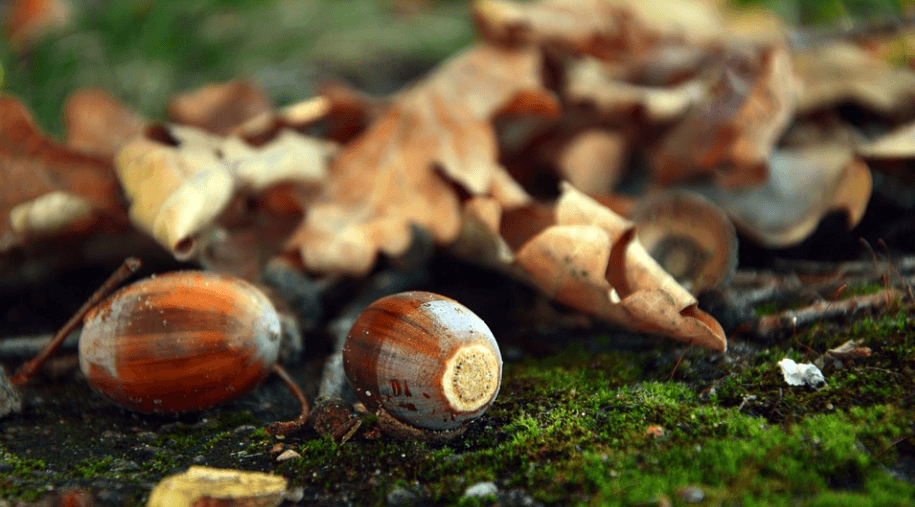 도토리 효능 - 1