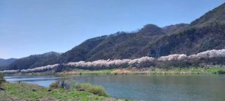 김진 논설위원 사망 이유 인천대교 프로필