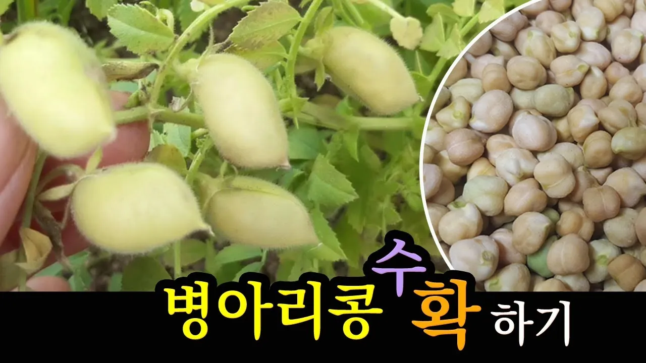 병아리콩 재배 따뜻한 흙 파종 관리 물 절약_1