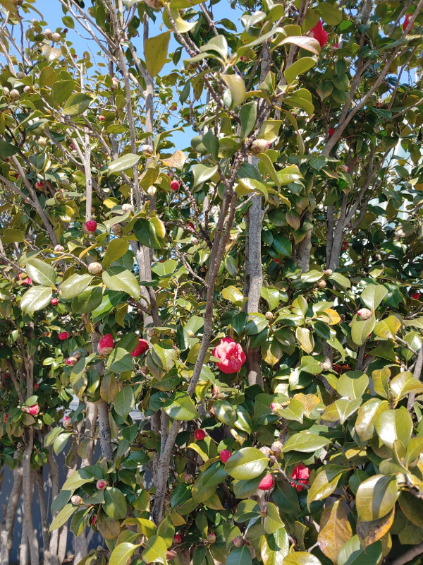 부산-센텀시티역-동백꽃