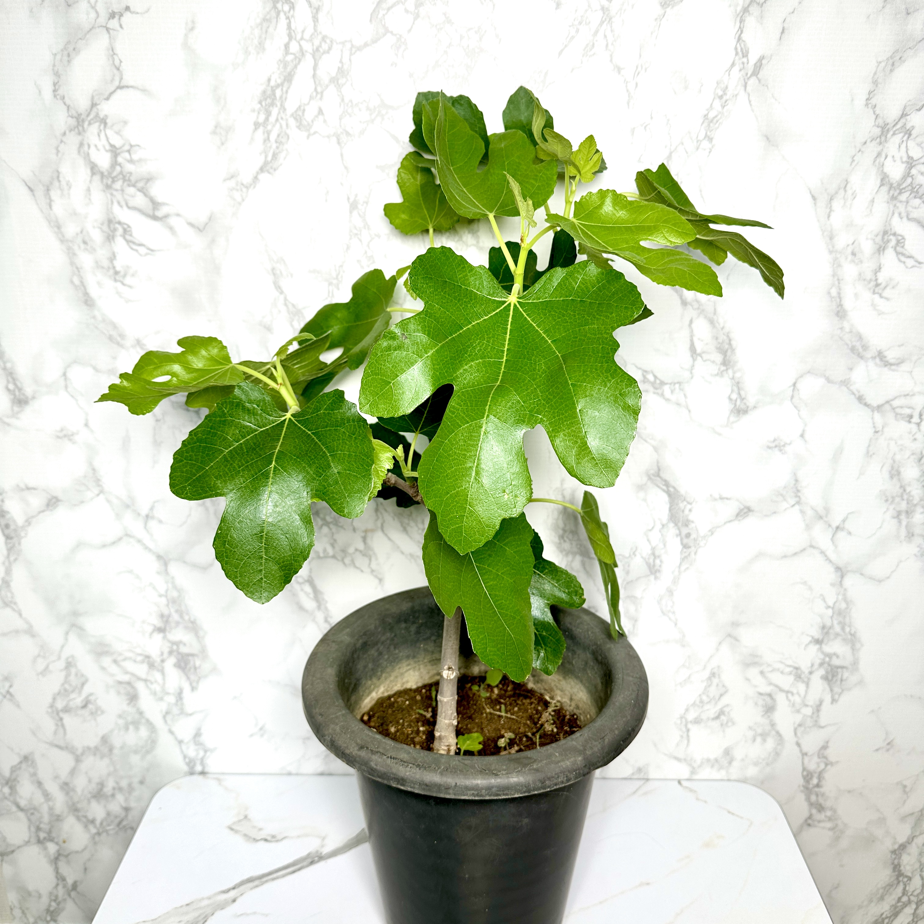 무화과열매 묘목 나무 키우는 방법