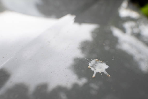 차량에-묻은-새똥