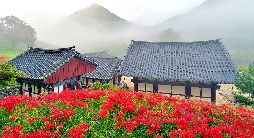 고창 선운사 꽃무릇