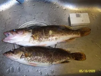 5월 쏘가리 금어기 시작 전국 금지 기간 완벽 정리와 낚시 규정_27