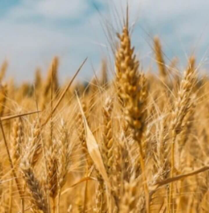 카무트 효능 항산화