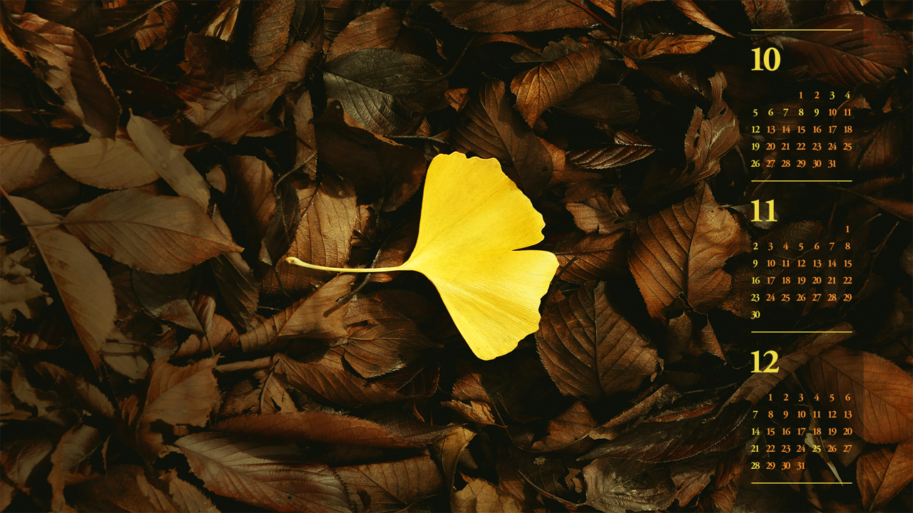 12 노란색 은행나무 잎 B - 2025년11월 노트북배경화면