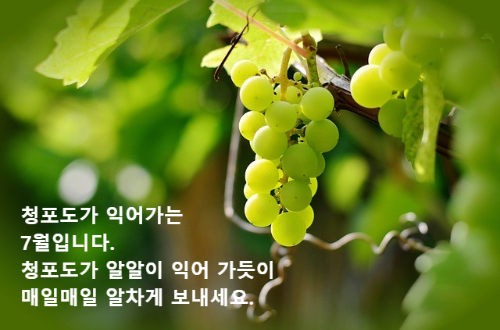 초록색 청포도 한 송이