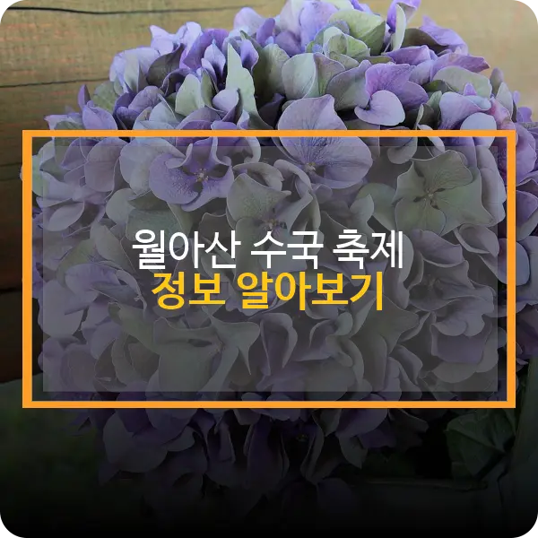 월아산 수국축제 정보