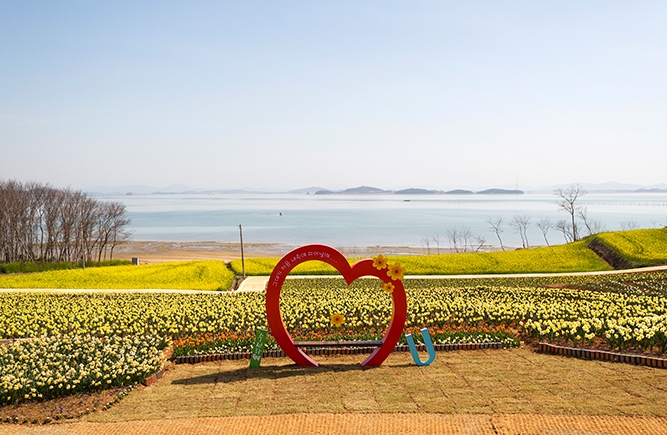 신안 선도 수선화