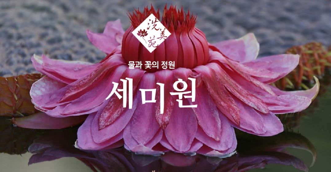 세미원 연꽃축제