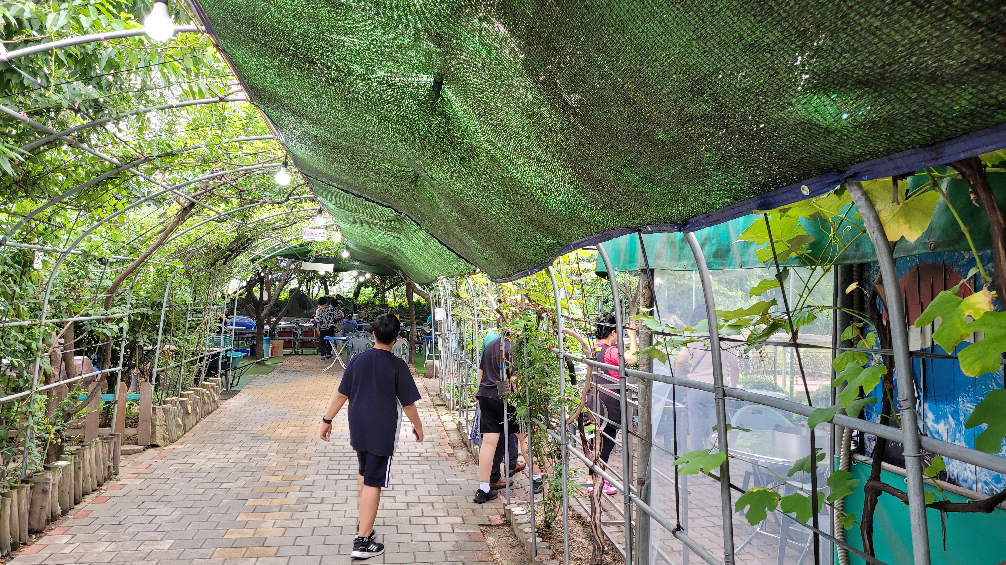 내부 전경-포도나무 덩굴