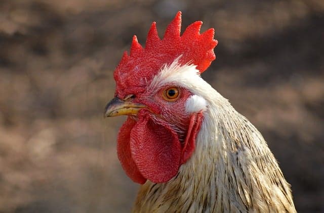 닭의 뇌는 정말 작기만 할까? 사람과 비교한 닭의 인지 능력