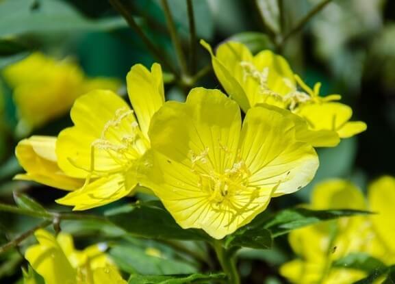 달맞이꽃 종자유