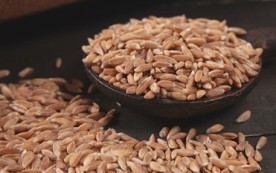 파로(Farro) 곡물