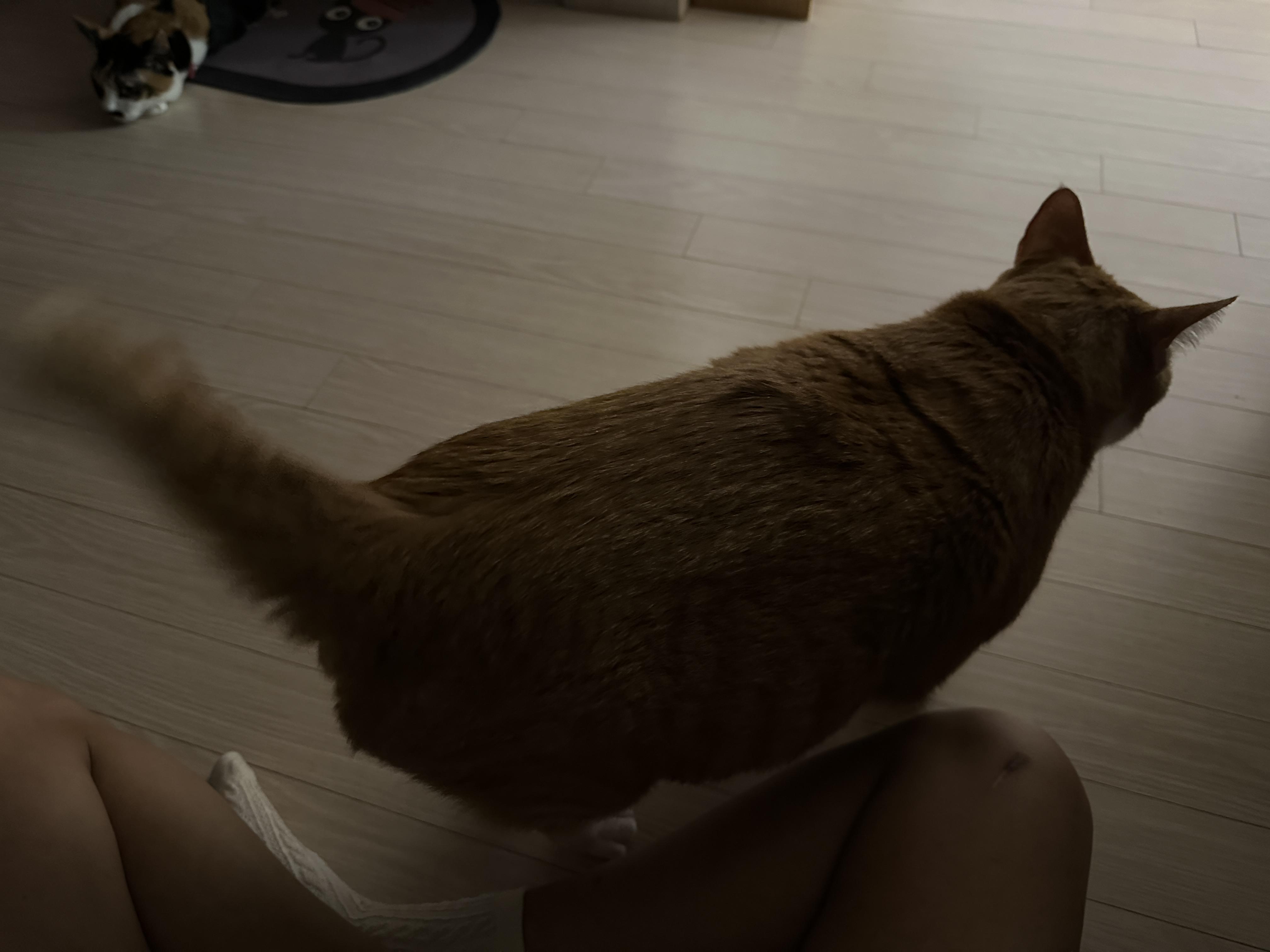 집에_도착한_호야_1