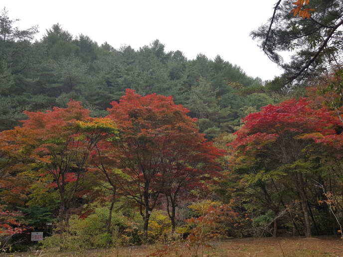 속리산단풍-5