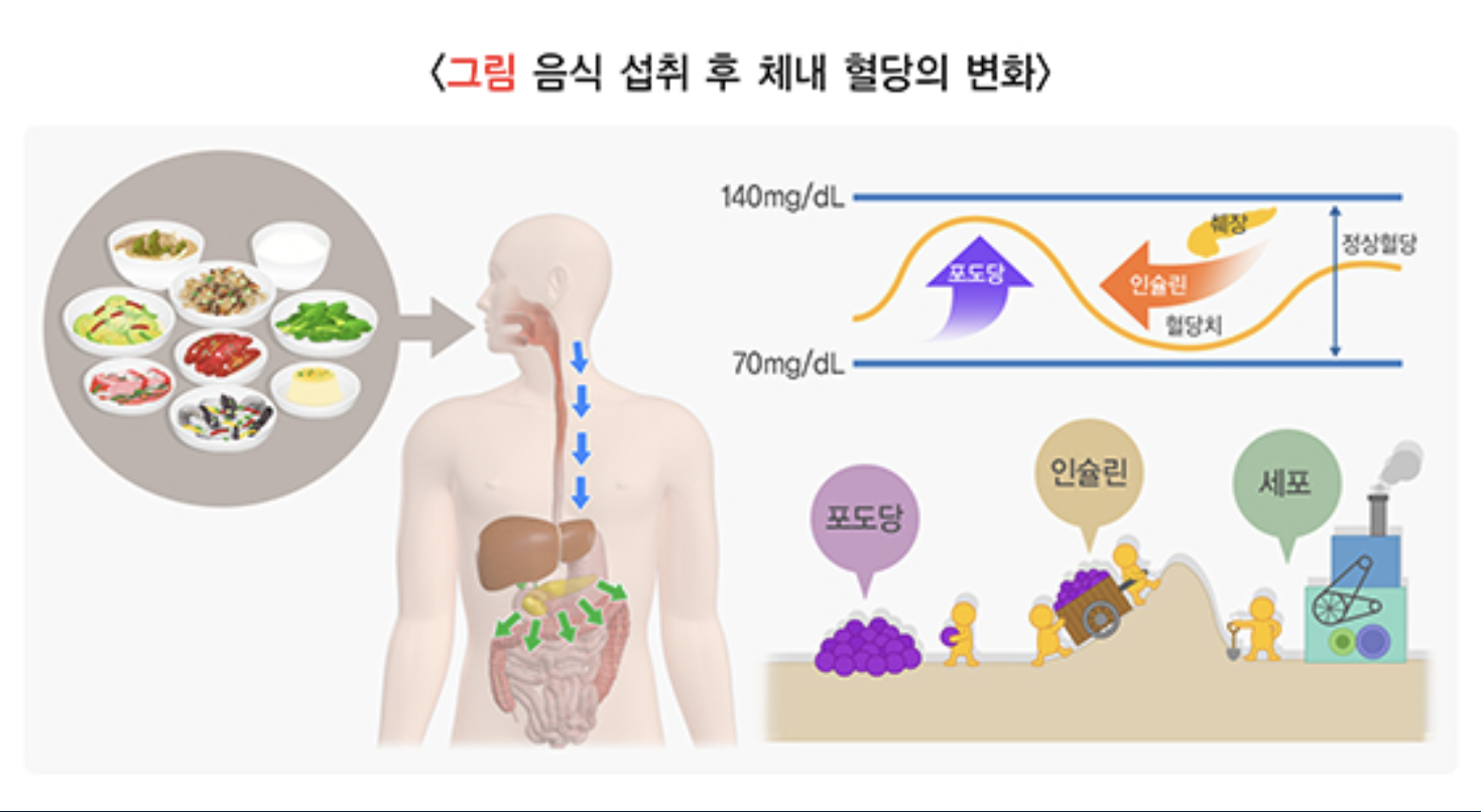 혈당의 변화
