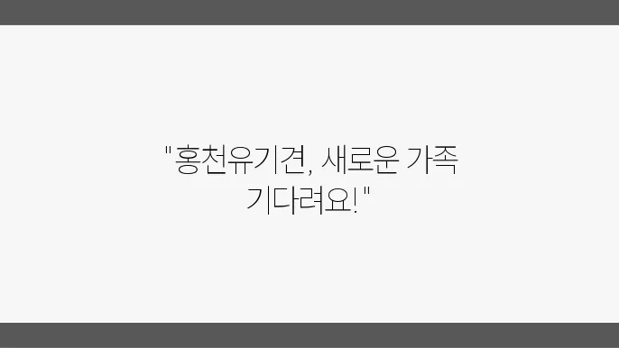 유기견보호소 활발한 친구 홍유기견보호소