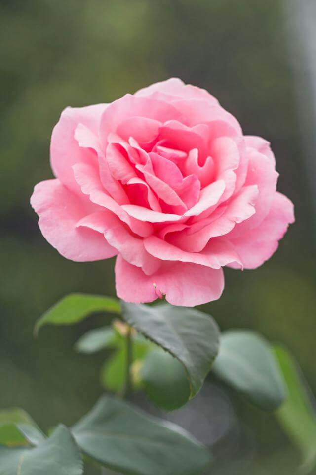 꽃 사진 8