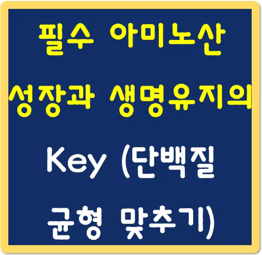 필수-아미노산-성장과-생명-유지의-Key-섬네일