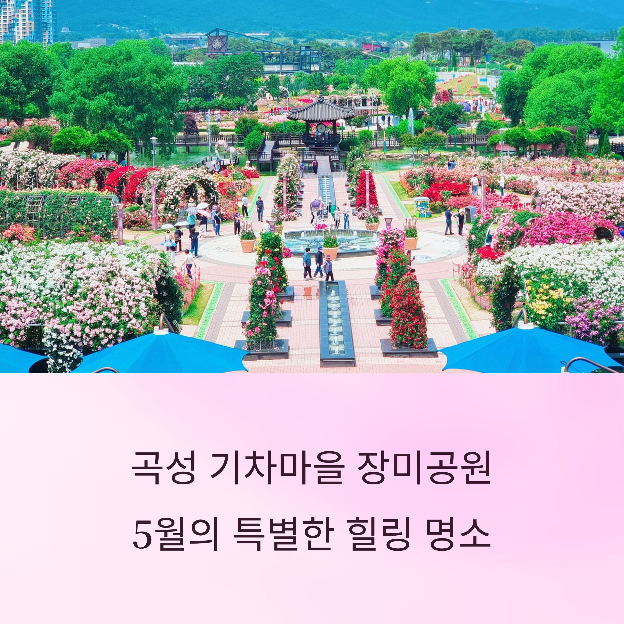 곡성 기차마을 장미공원 사진