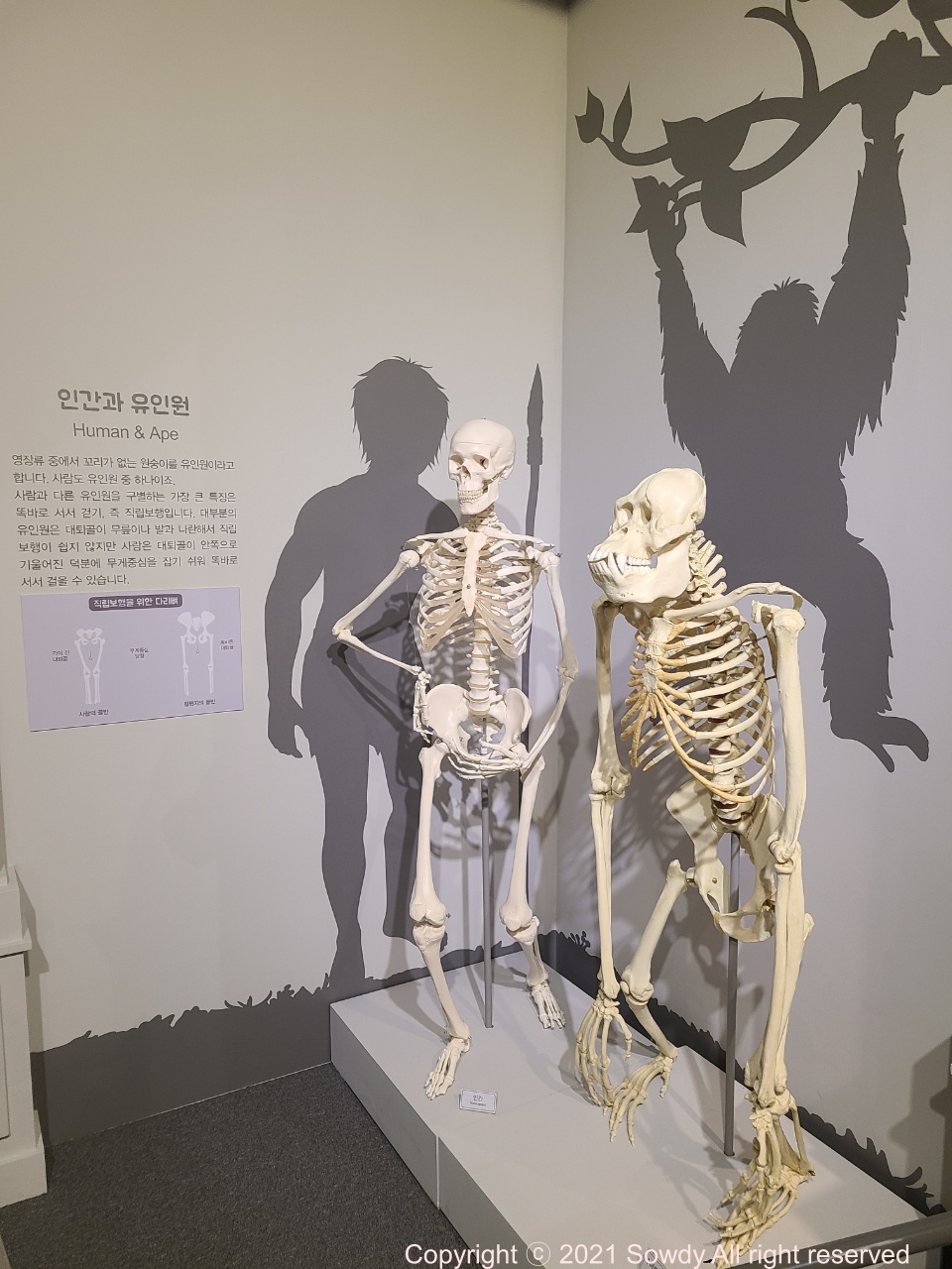 영장류의 뼈