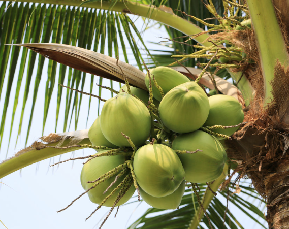 코코넛 오일: 체지방 감소와 뇌 건강을 동시에