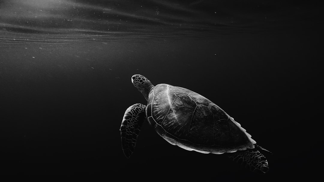 Turtle