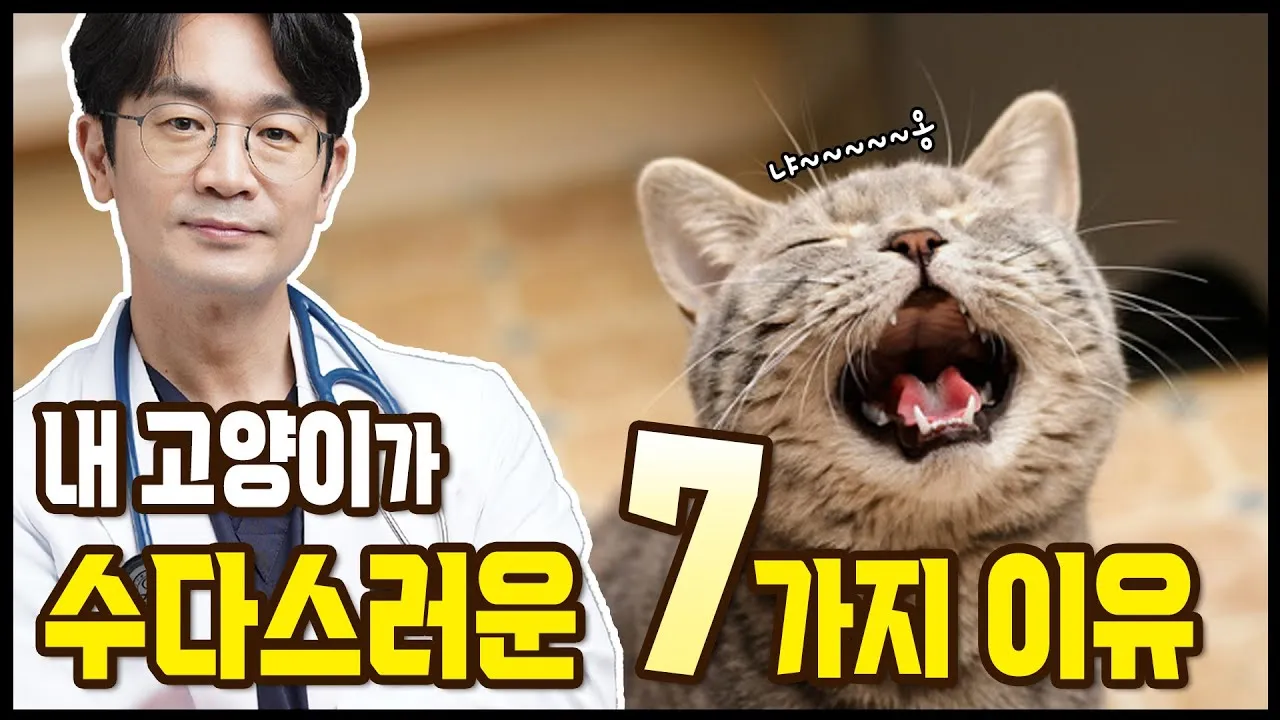 고양이 수다스러운 이유 7가지 행동 심리_7