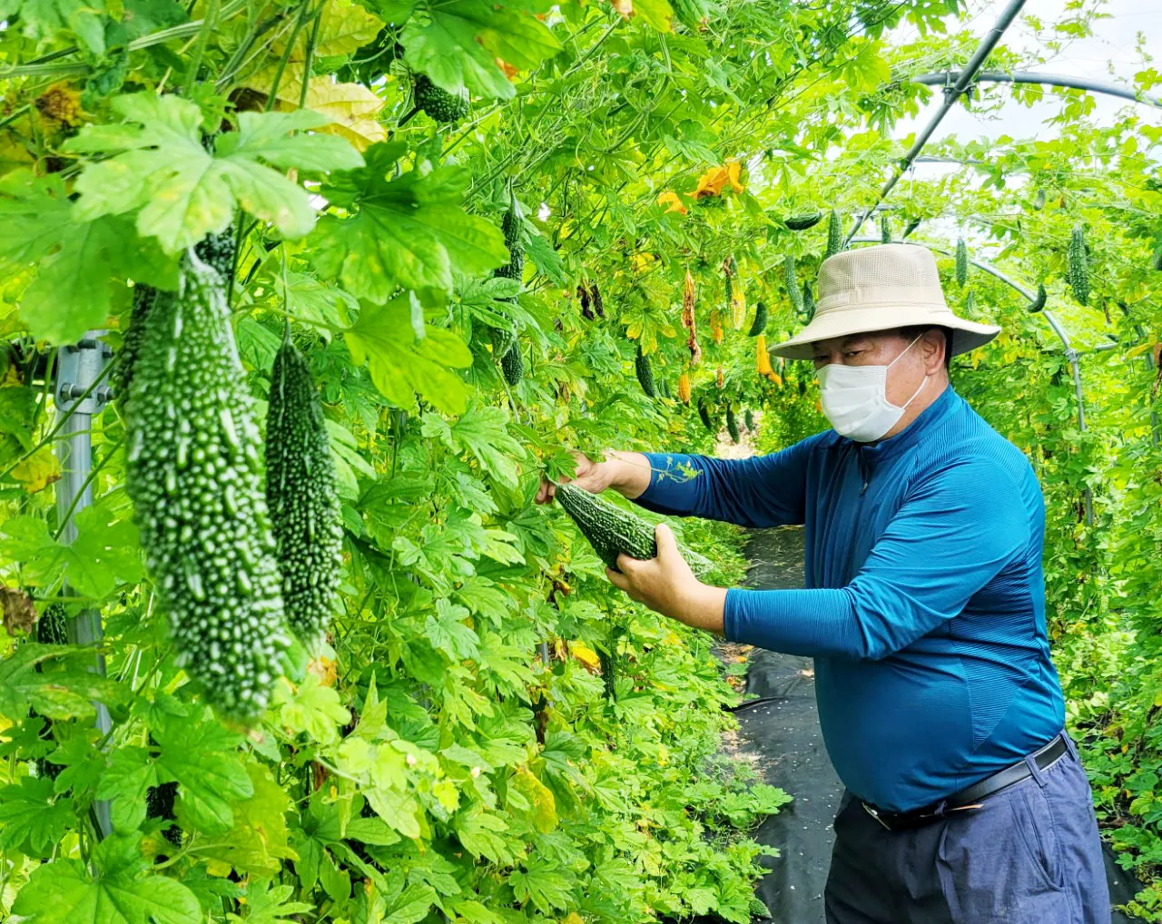 여주 재배 그늘 관리 수분 공급 여름 고온 대책_3