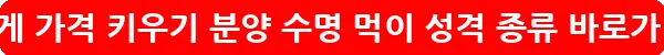 소라게 가격 키우기 분양 수명 먹이 성격 종류_10