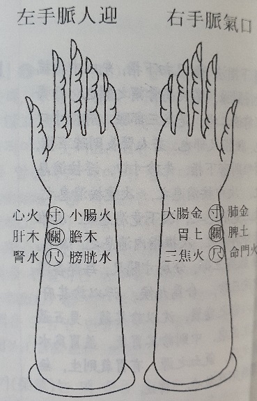 맥의 위치에 따른 장부