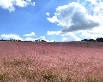 고창 핑크뮬리 축제_16