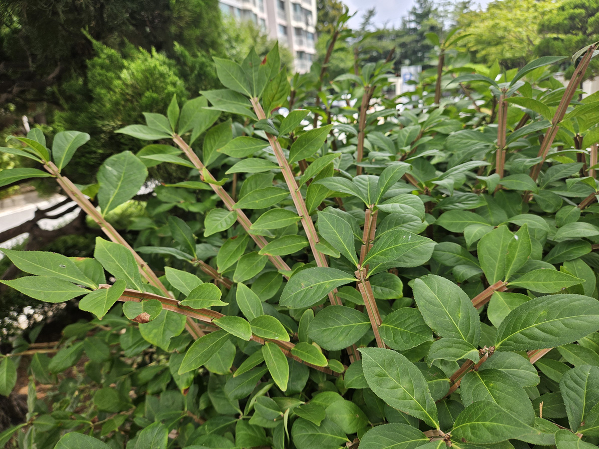 화살나무8