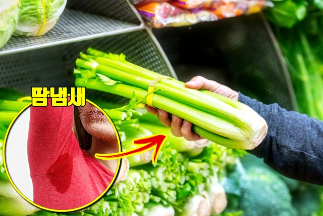 셀러리 효능, 땀 많이 흘릴때 좋은 음식, 열이 많은 사람에게 좋은 음식, 땀 많이 흘리는 사람, 식은땀, 다한증에 좋은 음식, 건강 팁줌 매일꿀정보