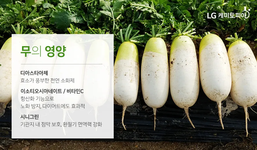 무우 효능 부작용 섭취 방법_2