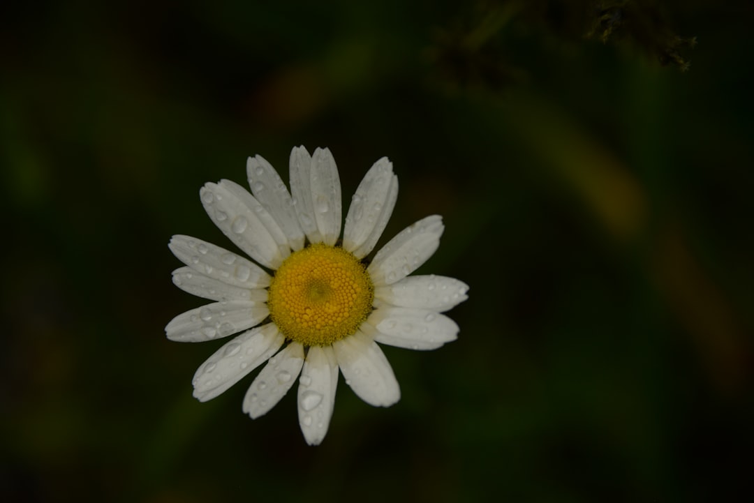 Theanine