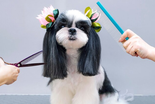 이발하는 강아지 사진