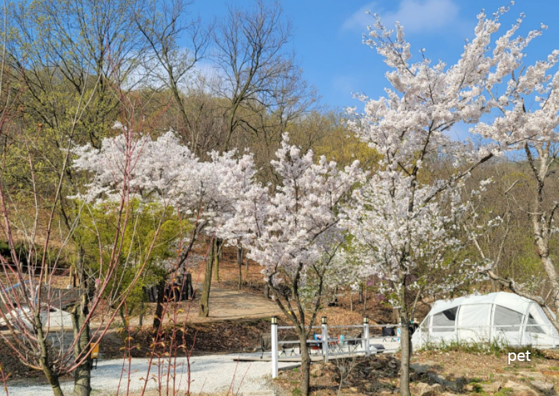 경기-인천-아르보리아-사르데냐-캠핑장-예약-방법-애견-동반-가격-주소-시간-후기